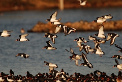 David Plant Photography - Wildlife Photographer - Oystercatcher flock - E